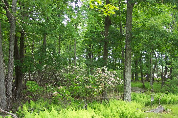 MntLaurelt 049.jpg
